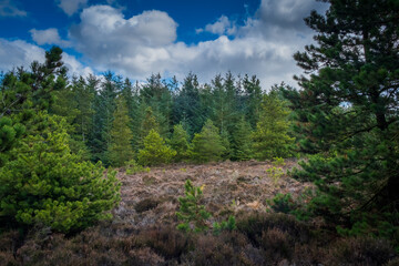 Fototapeta na wymiar English forest scene under a blue and cloudy sky