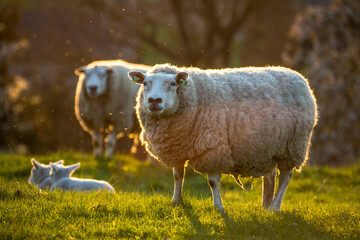Sheep and lambs in a grass field during sunset