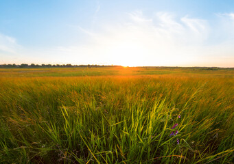 beautiful summer prairie at the sunset, beautiful rural background