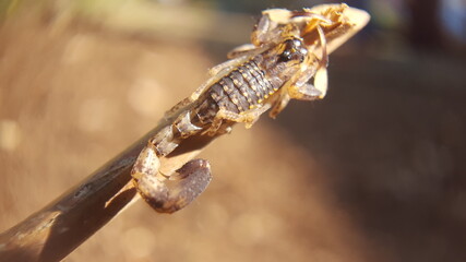 a scorpion on a dry twig