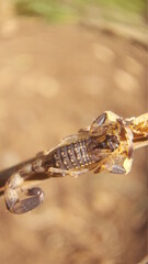 a bark scorpion on a dry twig