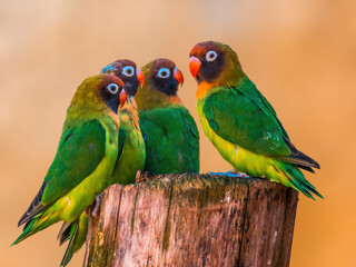 beautiful colorful bird sits and looks