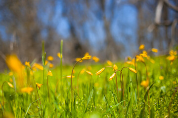 closeup wild yellow tulip flowers in green forest glade, spring outdoor prairie background