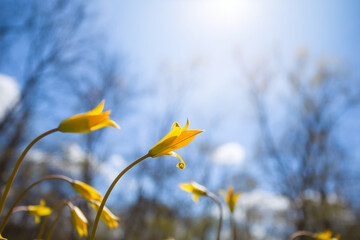 closeup wild yellow tulip flowers in light of sparkle sun, spring outdoor forest glade background