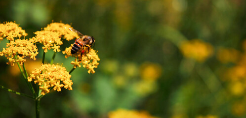 Honey bee insect collecting pollen on yellow cow parsley wild flower. With wild flowers and grass meadow field in background. Macro close up with copy space.

