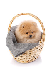 Pomeranian Spitz in a wicker basket isolated on white background.