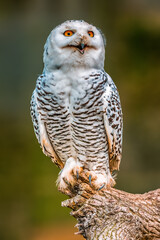 beautiful colorful bird sits and looks