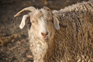 Portrait of a sheep with horns