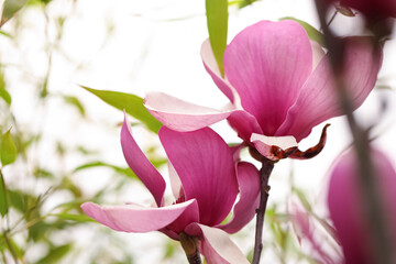 Closeup view of beautiful blooming magnolia tree outdoors