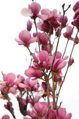 Closeup view of beautiful blooming magnolia tree outdoors