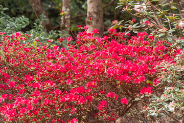 Pink flowers of azalea