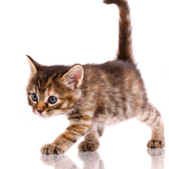 Obraz premium Fluffy pet looks interesting. Isolated on white background.