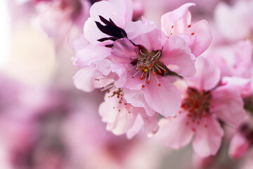 Amazing spring blossom. Closeup view of cherry tree with beautiful pink flowers outdoors