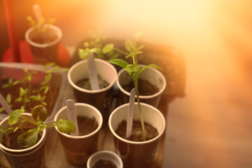Obraz na płótnie Canvas Vegetable seedlings grown indoors in small pots.