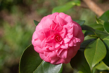 Pink flower of camellia