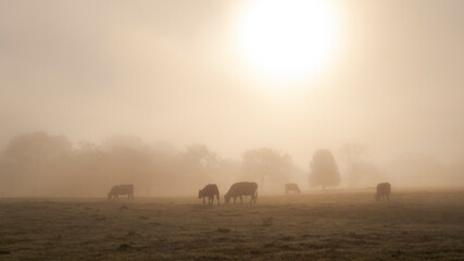 Cows grazing in a lush  field at sunrise with fog with copy space