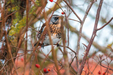 beautiful colorful bird sits and looks