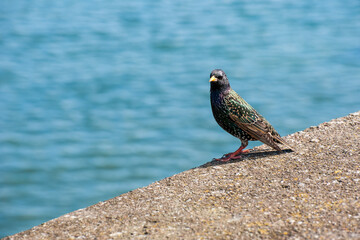  Starling close up