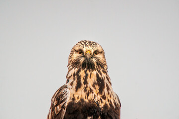 beautiful colorful bird sits and looks