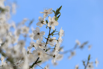 Cherry tree with white blossoms against blue sky, closeup. Spring season