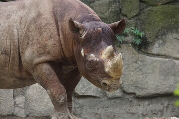 Naklejka premium クロサイ