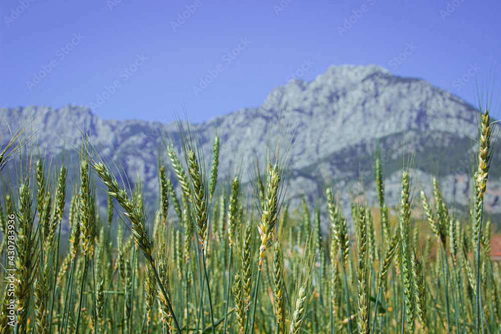 Wall mural juicy fresh ears of young green wheat on nature in the spring summer close-up of a field against a b