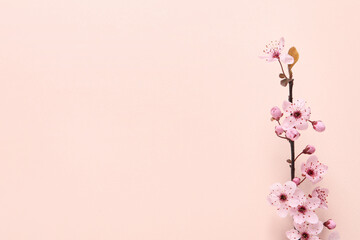 Fototapeta na wymiar Sakura tree branch with beautiful blossoms on beige background, flat lay. Space for text