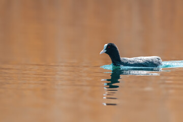 water bird swims on a lake