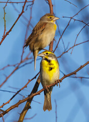 dickcissel (Spiza americana) male and female during spring migration in southern Texas, Galveston, TX, USA.