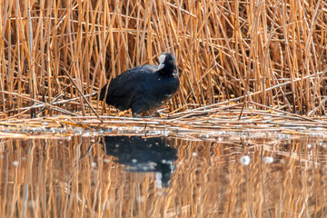 water bird swims on a lake