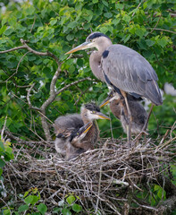 Great blue heron (Ardea herodias) at the nest with nestlings, Houston area, Texas, USA.