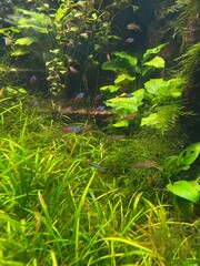fish swim behind glass in the aquarium