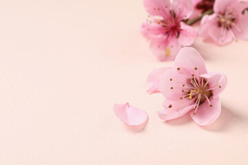 Fototapeta na wymiar Beautiful sakura tree blossoms on beige background, closeup. Space for text