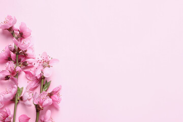 Fototapeta na wymiar Beautiful sakura tree blossoms on pink background, flat lay. Space for text