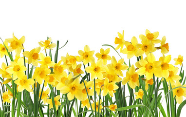 Many beautiful yellow daffodils on white background