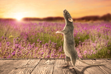 Cute little rat on wooden surface near field outdoors at sunset