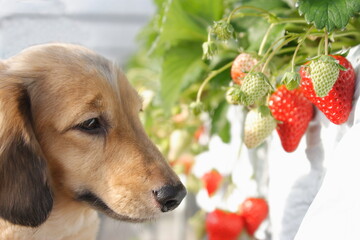 犬とイチゴ