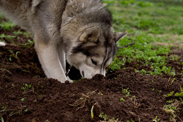 Dog digs the ground. Face husky dog in the sand. Side view