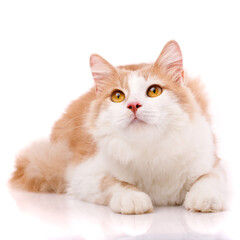 Sweet young cat with light fur with big yellow eyes lies and looks up. Isolated.