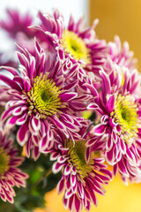 Delightful raspberry chrysanthemums in a large plan.
