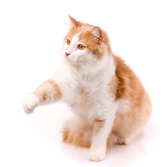 Beautiful domestic cat sits and raises one paw and looks away on a white background.