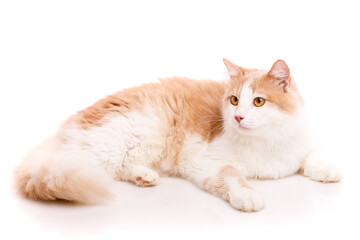 Fototapeta na wymiar Adult cat lies in funny poses on a white background. Friendly pet.