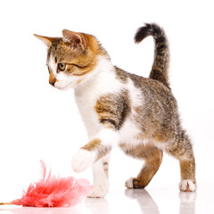 Small kitten catches a toy with pink feathers lying in front of it. Isolated on white.