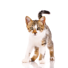 Portrait of a young little kitten standing on a white background and looking at the camera.