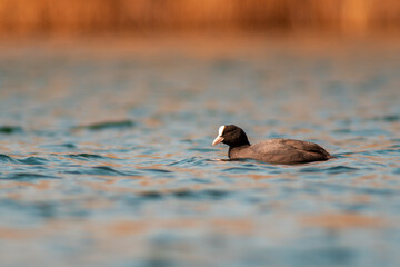 water bird swims on a lake