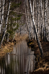 water canal in the mire bog where a lot of birch grows along the edges and their trunks are beautifully reflected in the water