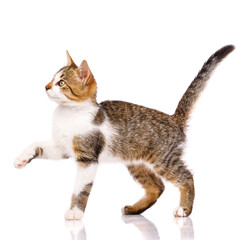 Obraz premium Domestic kitten stands sideways on a white background with raised paw and looks up.