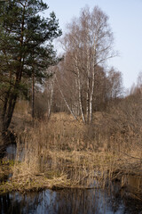 a small pond in the swamp where birches and other trees grow in the spring