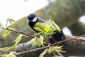 great tit on a tree