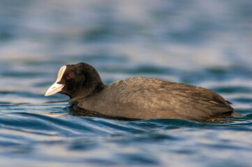 water bird swims on a lake